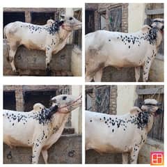 Eid ka janwar