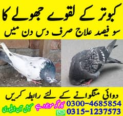 Pigeon birds kabotar
