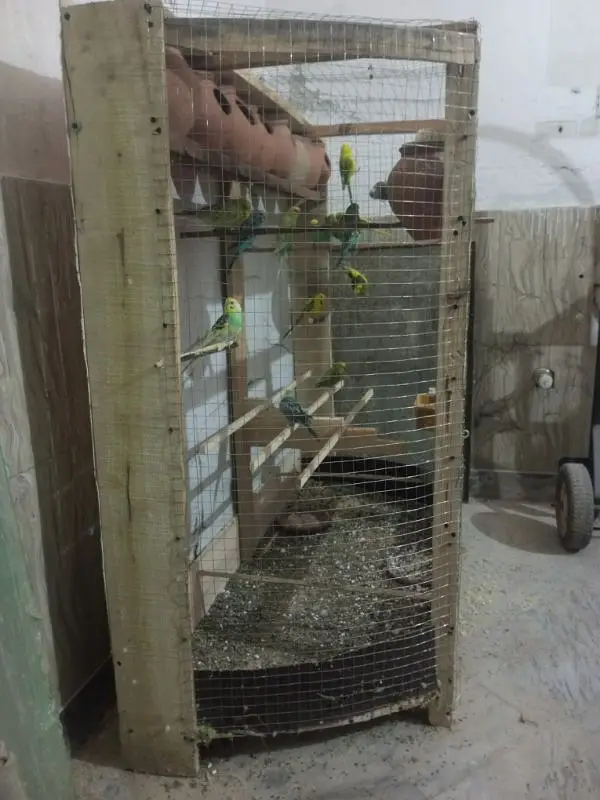 Beautiful Wooden Colony Cage for Australian Parrots for 12,500/- — photo 4