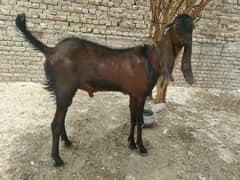 nagra