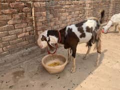 jori available ha only serious buyers rabta kren