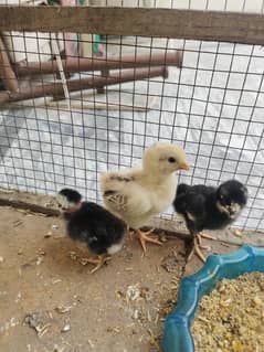 desi chicks, bird cage