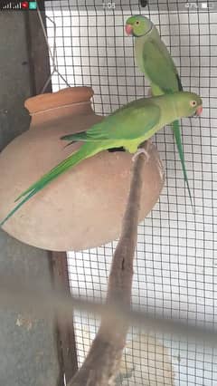 PARROT