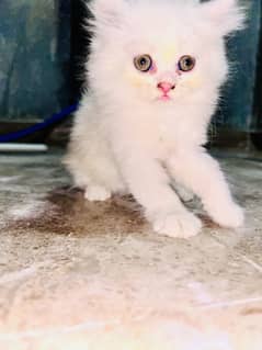 Urgent sell doll face cat (03244064069)