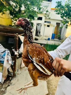 High quality pure aseel Mia wali females for sale in  reasonable price