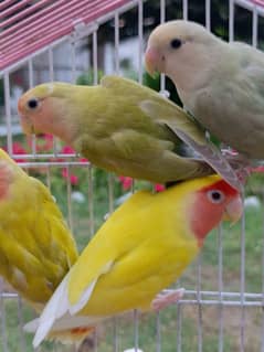 Love Birds Breeder for sale