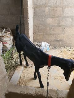 top quality beetal bakri kid