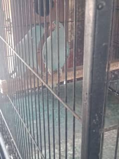 Parrots