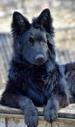 German shepherd dog stud security