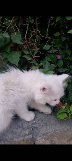 white Persian cat baby  double coated