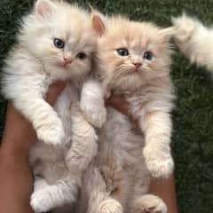 Kittens
