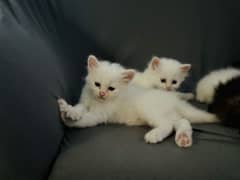 Persian