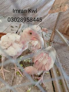 White Aseel heera pure