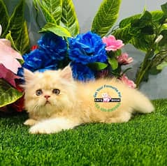 Persian Kittens | Bi color fawn Blue eyes Triple Coated|Punch face|cat