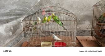 good parrot