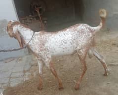 Bakra for Qurbani