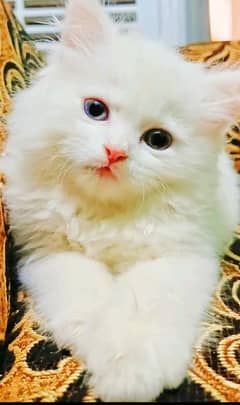 active playfully white persian