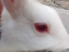 three rabbits two red eyes and one black eyes for urgent sale