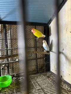 2 pair lovebirds for sale