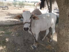 Qurbani K Janwar | Buffalo | Bull | Cow | Gay | Bachra | بچرا | Sale