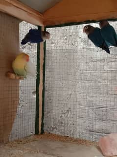 Two pairs one extra female
