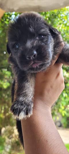 German Shepherd Puppies