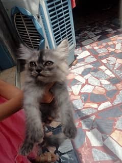 Persian Kitten | triple coat Kittens | cats | Blue Eyes | White kitten