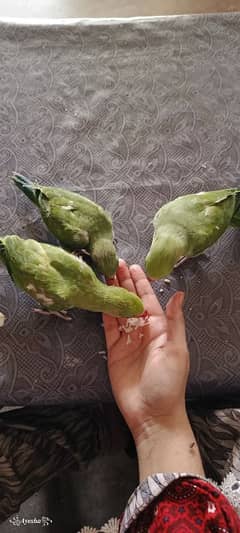 Ringneck tame baby Parrot available urgent sale