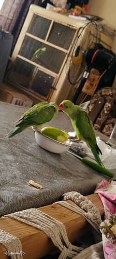 Ringneck tame baby Parrot available urgent sale