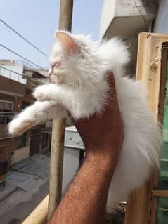 persian
