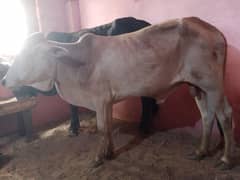 2 dant bachra