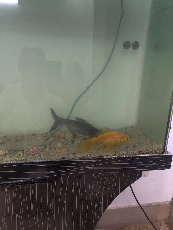 Aquarium with fish 2