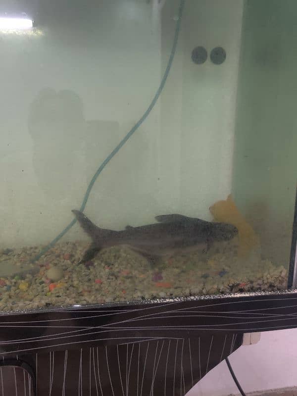 Aquarium with fish 3