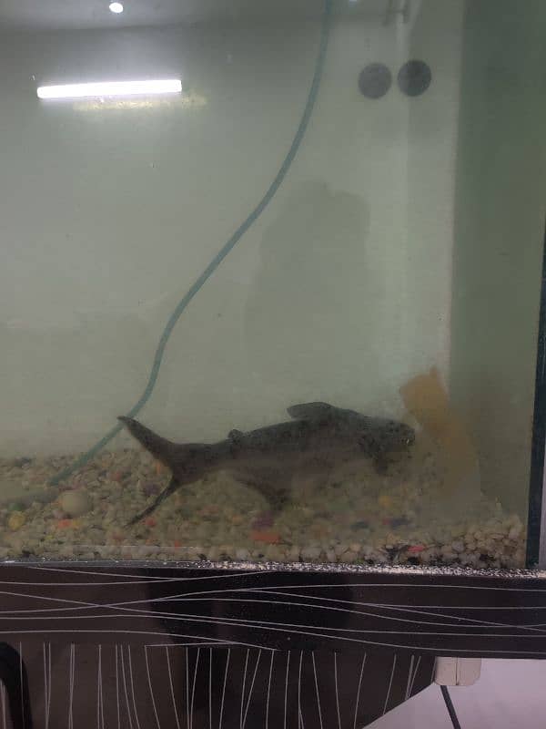 Aquarium with fish 4