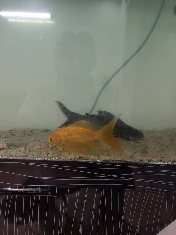Aquarium with fish 5