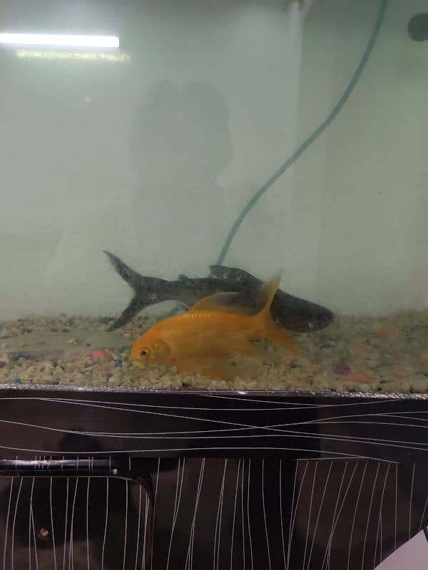 Aquarium with fish 6