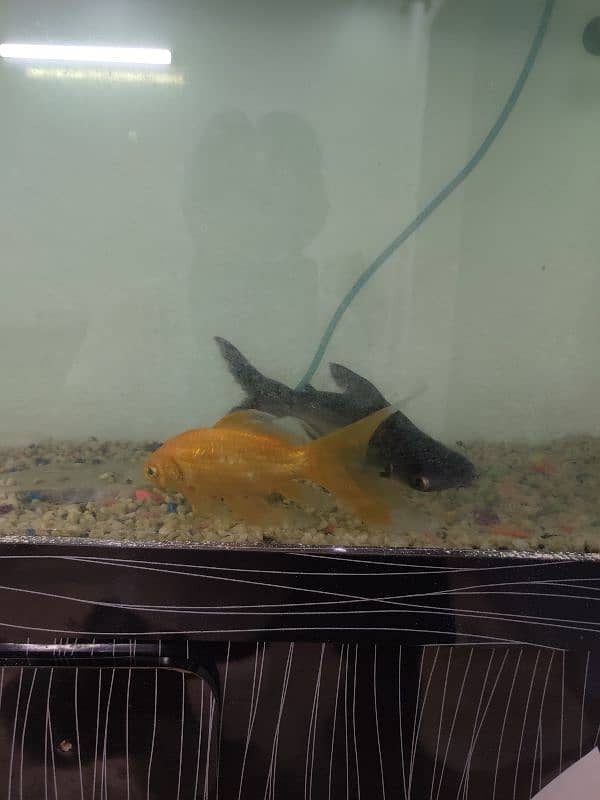Aquarium with fish 7