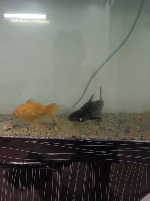 Aquarium with fish 8