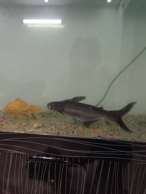Aquarium with fish 9