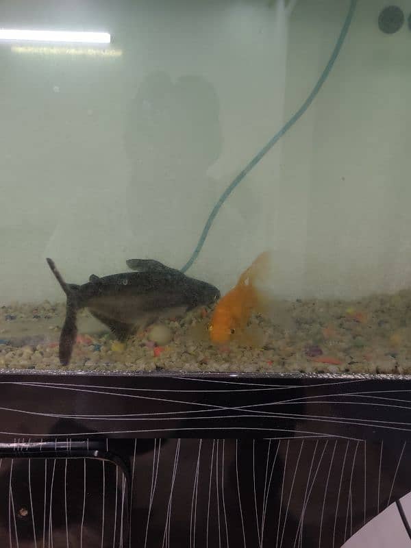 Aquarium with fish 10