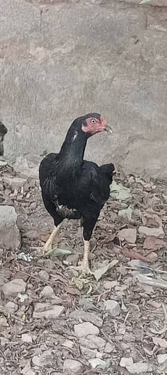 100% Anda Deni wali Madi / Aseel murgi/ murgi for sale