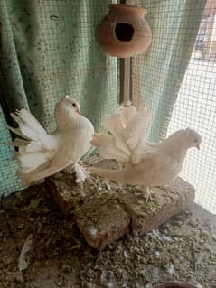 lacky breeder  pair for sale