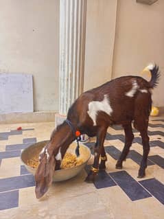 Qurbani Bakra for sale