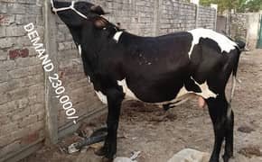 Qurbani k BULL 230000 SE 9 LACK  cattle wera bull cow wacha  bakra