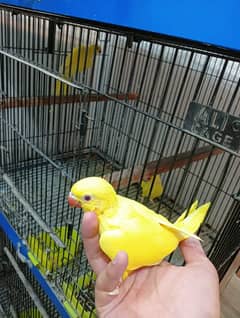 parrot