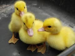 duck