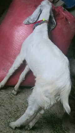 korbani wala sale bakra khasi donda