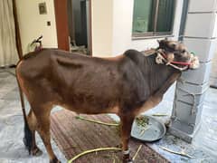 Cow for sale