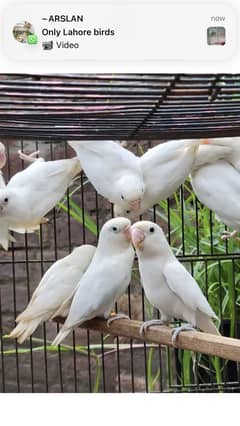 breeder