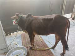 Cow for Sale